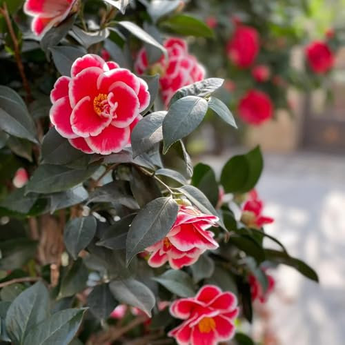 10 pz Semi resistenti della camelia piante in vaso per esterno, giardino fiorito Camelia japonica - semi di fiori di campo perenni resistenti semi di fiori di campo, piante perenni