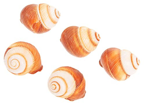Alipis Natürliche Schneckenschalen Aus Echtem Schneckenhaus Wärmedämmend Glatt Für Schnecken Backofen Mikrowelle Gefrierschrank Restaurant 5 Stück 4-5cm