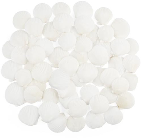 Jangostor 60 Stück Natürliche Muscheln, 3CM-5CM Weiße Jakobs Muschel für Handwerk, Hochzeit, Dekoration, Strand Theme Party, Fischtank und Vase Füller