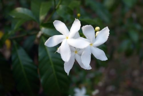 Dreitheiliger Jasmin - Jasminum trichotomum 5+ Samen THREE-FORKED JASMINE W 217