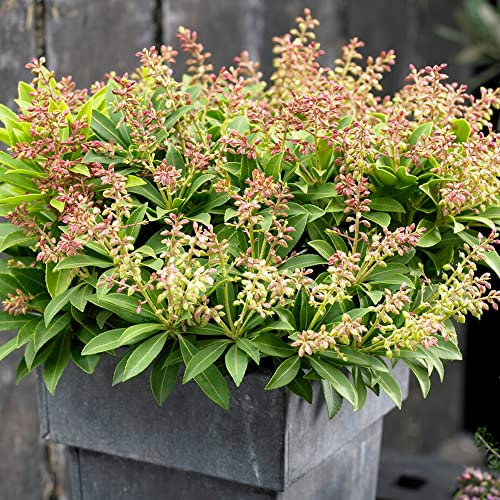 Pieris Sarabande Evergreen Outdoor Garden Shrub Pink Flowering Plant in Pot
