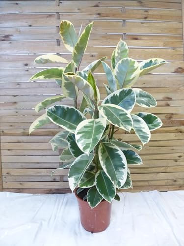 [Palmenlager] XL Gummibaum - Ficus elastica tineke 150 cm - 3er Tuff // Zimmerpflanze