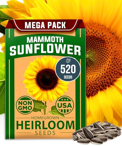 HOME GROWN Sunflower Seeds to Plant | 520+ Giant Mammoth Sunflower Seeds for Planting Bulk Packet | Heirloom, High Germination, Easy to Grow Jumbo Sun Flower for Home Garden(Helianthus annuus)