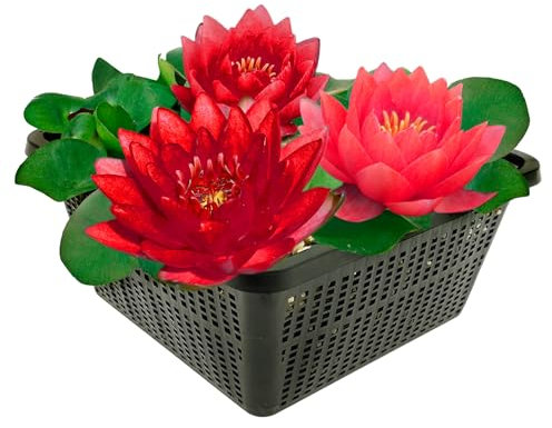 vdvelde.com - Nymphaea Petroula - - Rote Seerose im Korb - Ausgewachsene Höhe: 10cm - Platzierung: -10 bis -100cm