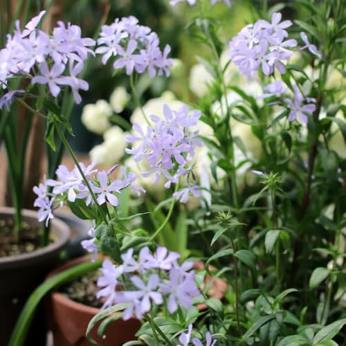 phlox - kräuterpflanzen balkon phloxsamen kletterpflanzen winterhart bio bonsai exotische 700pcs
