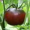 Black Krim Russian Heritage Heirloom Meaty Beefsteak Tomatensamen 50 Samen