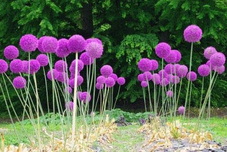 20 Semi Giant Allium Globemaster Allium Giganteum Flower ~ ortaggio