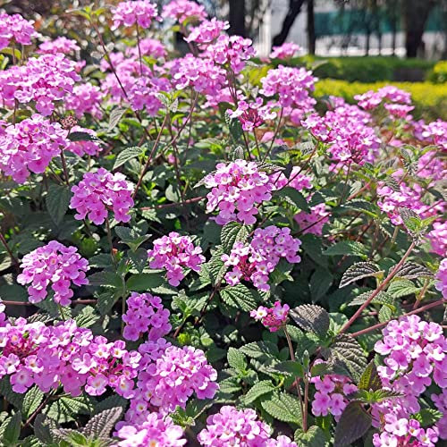 wandelröschen rosa,Lantana camara samen,Seltene Pflanzen serie,flower mehrjährige blumenwiese geschenke für gartenliebhaber pflanzen geschenk bienenweide geschenke für gärtner 150 Stück