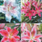 Lilium martagon zwiebeln,Winterharte mehrjährig,Dekorative Blumen,lilien Deko,lilie Riesen,Lilien Im topf,Lilie,duft lilien,lilien knollen,lilien zwiebeln winterhart.-4 zwiebeln-G