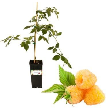 P. Piantine da Orto | Lampone Giallo Rifiorente, Vaso da 2L, Pianta Pronta per Il Trapianto, Pianta Vera da Orto, da Balcone e da Esterno, Vivaio Italiano