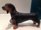 Lesser & Pavey - Perro Salchicha de pie (8 cm), Color Negro y marrón