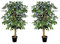 GreenBrokers Premium Artificial Variegated Ficus Tree Potted Plant 140 cm (Set of 2), Two Green, one Size