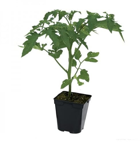 Planta de Tomate Corazón de Toro Natural - Planta de Huerto