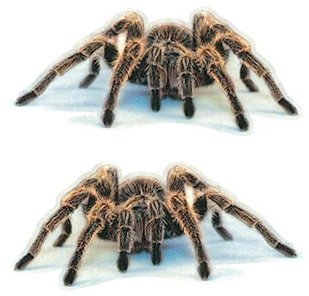 12 Stück Spinne Autoaufkleber, 3D Spinne Tier Aufkleber Personalisierte Aufkleber Scary Spinne Aufkleber PVC dekor Aufkleber Wasserdicht Auto Aufkleber Auto Motorhaube Karosserie Aufkleber