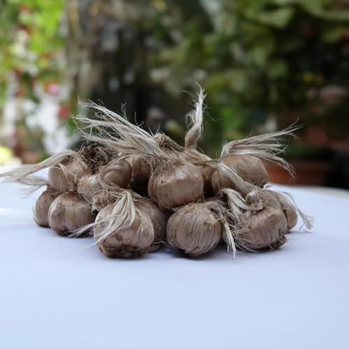Bulbi di Zafferano | Crocus sativus | Circonferenza 10/+ cm (circa 3 cm di diametro) - 3/5 fiori già dal primo anno - PREVENDITA VANTAGGIOSA - CONSEGNA IN AGOSTO 2025