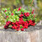 Semillas de plantas de arándanos, arándanos, semillas de árboles, arándanos rojos, semillas de frutas, árboles bonsái, árboles frescos de frutas, semi 50 semillas(rojas)