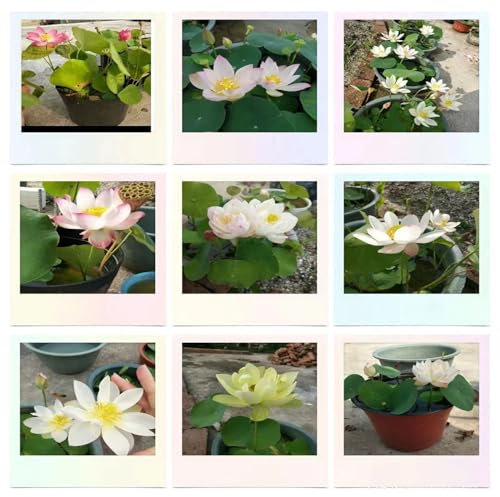 60 pcs lotus samen - nachhaltige produkte blumenwiese wildflower summer,lotusblume samen, bonsai samen blumendeko bienenfreundliche blumensamen gartenarbeit winterharte pflanzen