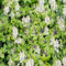 100 Stück frische weiße Tiarella-Blumensamen