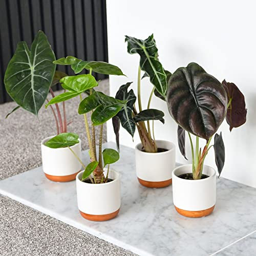 Jewel Alocasia cuprea Mix Foliage Houseplants Amazonian Elephant's Ear Heart-Shaped Leaves Easy to Grow Your Own Indoor Jungle Tropical House Plants with 3X 6cm Potted Plants by Thompson and Morgan