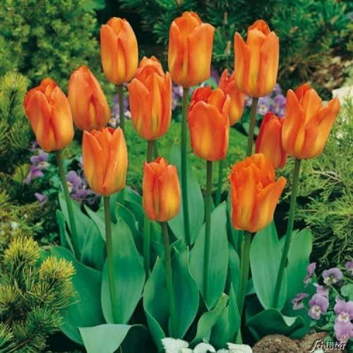 Tulpenzwiebeln Oranger Kaiser/Orange Emperor Orange-Gelb | Blumenzwiebeln, mehrjährig & robust- Fosteriana Tulpe Oranger Kaiser/Orange Emperor - 10 Tulpen-Zwiebeln - Pflanzen i