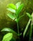 7 RED Mangrove Aquarium Fish Plants or MANGROVES Seeds 7-11 inch