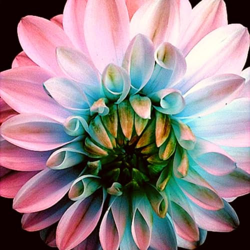 Dahlien zwiebeln -Gemischt Dahlien Knollen Gartenarbeit Zwiebeln Winterhart MehrjäHrig-Eine Starke Pflanze -Mit Gutem Wachstum