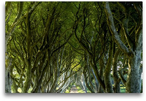 Premium Textil-Leinwand 75 x 50 cm Quer-Format The Dark Hedges | Wandbild, HD-Bild auf Keilrahmen, Fertigbild auf hochwertigem Vlies, Leinwanddruck von Dirk Stamm