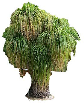 1000 Samen -Elefantenfuß Palme- -Beaucarnea recurvata-