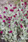 Lychnis coronaria ca. 9x9 cm Topf - Kronen-Lichtnelke, leuchtend pinke Blüten, Blütezeit Juni-August, ideal für Rabatten, trockenheitsresistent, pflegeleicht