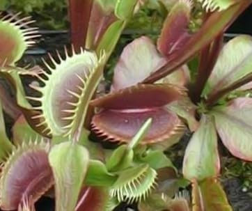 Mélange de pièges à mouches Venus - 4 variétés très rares