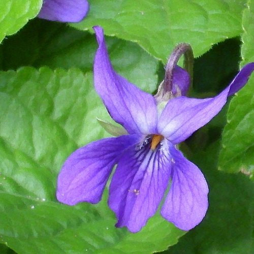 Viola odorata - Viola - Spg - Semi