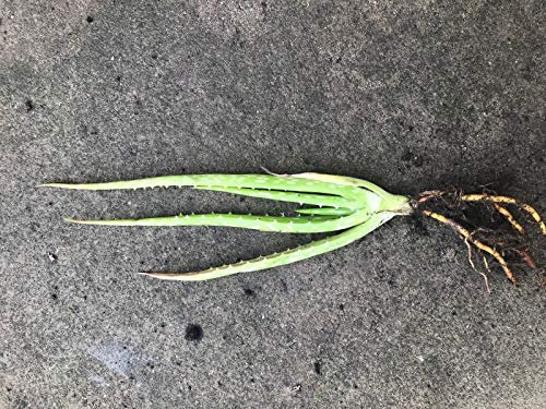 Aloe Vera Plant:Seeds Only