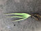 Aloe Vera Plant:Seeds Only