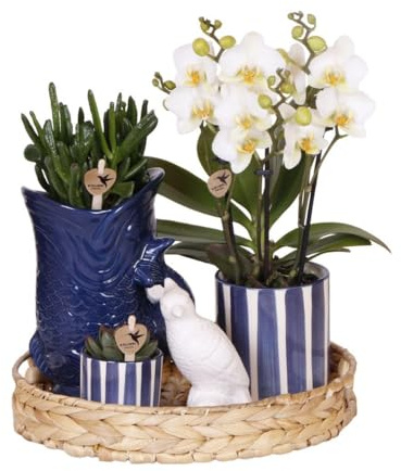 Kolibri Company | Pflanzenset Mediterranean Sunset | Weiße Phalaenopsis Orchidee Lausanne und Sukkulenten inkl. Keramik-Ziertöpfe