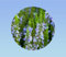 100 graines de romarin -rosemary - rosmarinus officinalis - herbes aromatiques