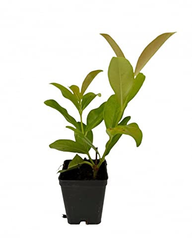 5 PZ Pianta di Viburno Lucido cespuglio arredo giardino vaso 7 viburnum lucidum