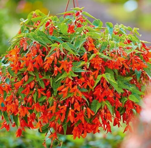 Begonia Boliviensis Orange | 6 Plug Plants | Bedding