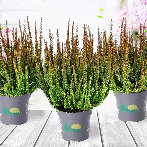 Heidekraut, Knospenheide, Besenheide, Farbe Rot, Weiß, Rosa, Violett, 3x Pflanze im Topf, Calluna vulgaris, für Balkon, Terrasse oder Garten, Winterhart & Mehrjährig, Blühend (Kupferfarben)