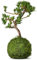 Tranquil Plants Home Decor Bonsai Tree Indoor Plant | Pine Kokedama House Plant with Fertilized Green Moss Ball | Exquisite Indoor Bonsai Plant - Gardening and Gifts -10 Years 30cm (Plant Only)