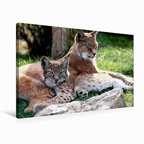 Premium Textil-Leinwand 75 x 50 cm Quer-Format Familie Luchs - Die Jäger mit dem Pinselohr | Wandbild, HD-Bild auf Keilrahmen, Fertigbild auf hochwertigem Vlies, Leinwanddruck von Arno Klatt