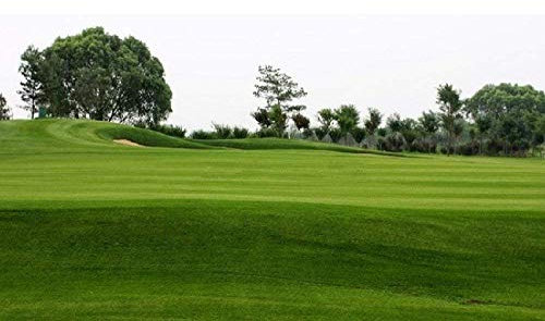 VISTARIC Organici semi di grano in erba, in vaso semi di erba gatta, commestibili naturali inquinamento-free gatto semi di erba - particelle 30Seed