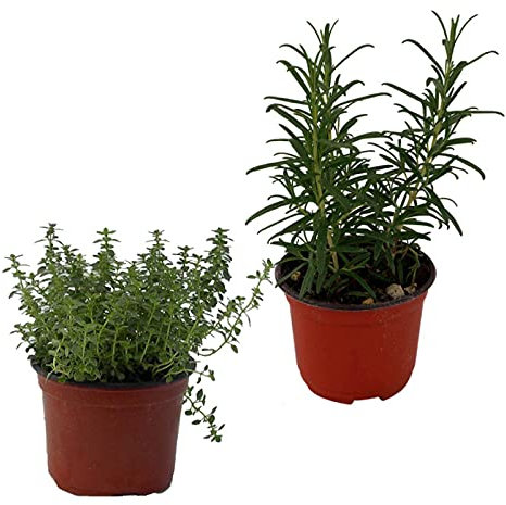 Tomillo y Romero Pack de 2 Plantas Aromáticas de Exterior e Interior