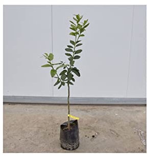 Albero di Lime 3 anni