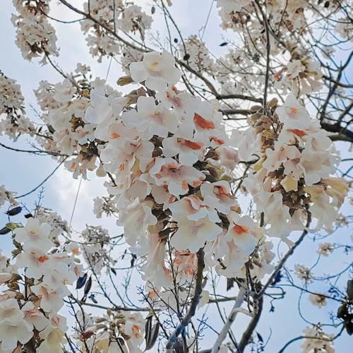 400 pcs paulownia baum samen - topfpflanzen echt, outdoor pflanzen bonsai samen, hochbeet balkon bonsai baum, samen zimmerpflanzen ausgefallene geschenke, bienenweide bonsai, bodendecker