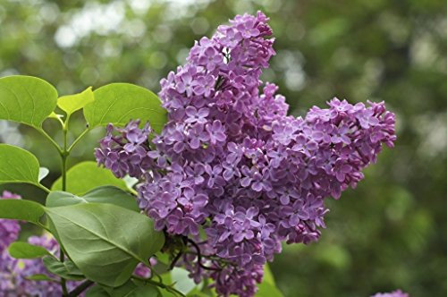 20 semi Lilla comuni: Seeds: Only Seeds