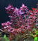 LUGWIGIA PALUSTRIS RED - Beautiful RED Tall Shrimp Safe Healthy Tropical Plants (5)