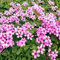 Somerway Oxalis Seeds, 50Pcs/Beutel Rosa Blumensamen Zum Pflanzen, Wachsen Schnell Wilde Blumensamen Für Gartenterrassendekoration Oxalis versicolor Samen