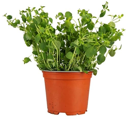 Orégano Natural Planta de Exterior de Hojas Aromáticas