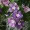 10 pcs bodendecker immergrün samen, wildblumensamen, balkon, Catharanthus roseus, winterharte blumen, garden blumenwiese, topfpflanzen echt blumen samen, plants blumen balkon, bonsai