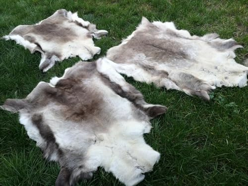 Provellus TOP ÖKO XL RENTIERFELL Rentier Hirsch Fell ORIGINAL AUS FINNLAND Premium NEU